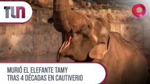 Murió el elefante Tamy tras 4 décadas en cautiverio 