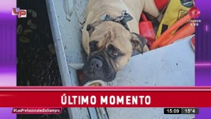 El rescate del perro de la China Suárez