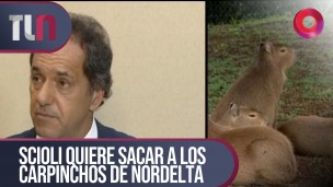Scioli quiere sacar a los carpinchos de Nordelta