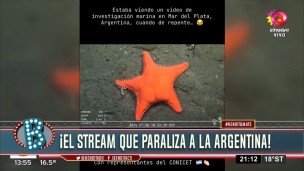 bajo el mar