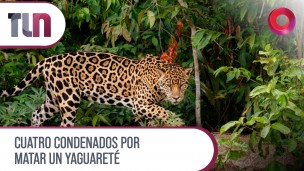Cuatro condenados por matar un yaguareté 