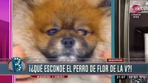 perro