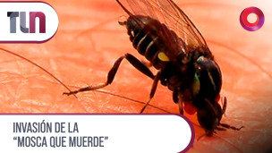 #Telenueve | Invasión de la "mosca que muerde"