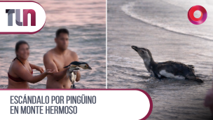 pinguino