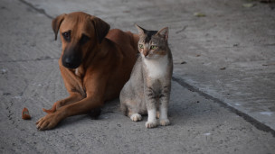 perro gato