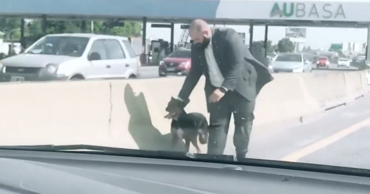 Rescate en la autopista: bajó del auto y levantó a un perrito que ...