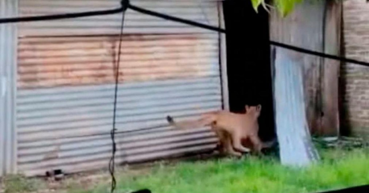 Valientes vecinos atraparon a un puma en Fe | Canal 9