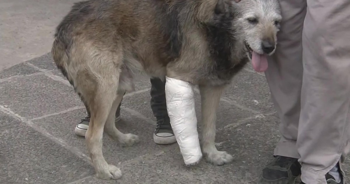 Atropelló a propósito a un perrito (VIDEO)