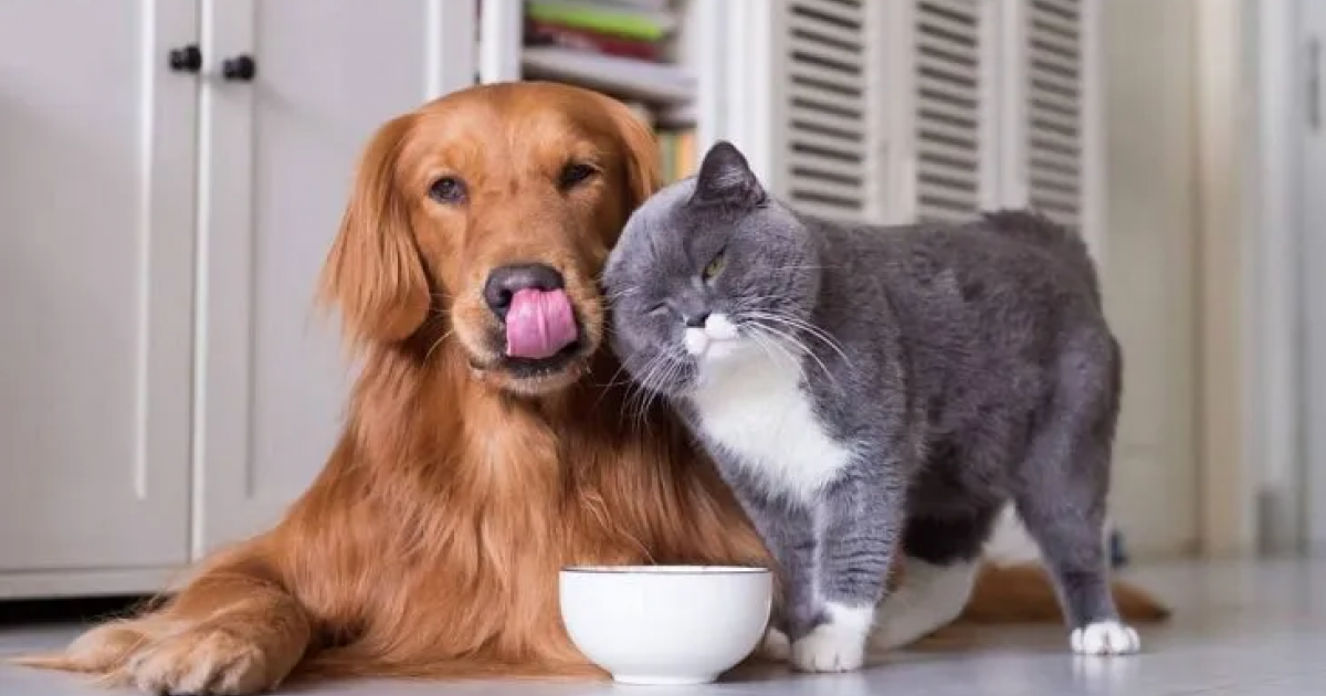 Que Pasa Si Mi Perro Muerde Una Rata ¿Qué pasa si mi perro muerde una rata? | Canal 9