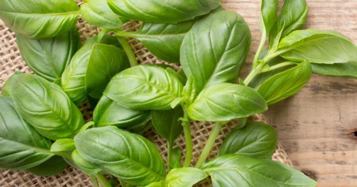 Beneficios de la albahaca y orégano Canal 9