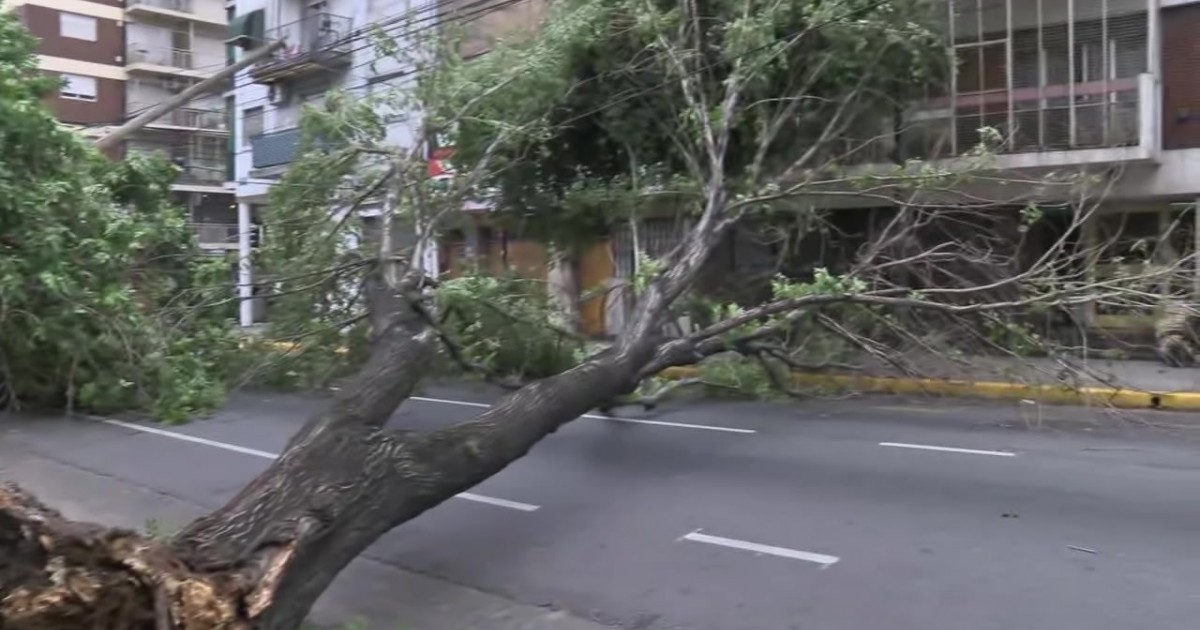 Villa Crespo: la caída de un árbol y un poste de luz complicó el ...