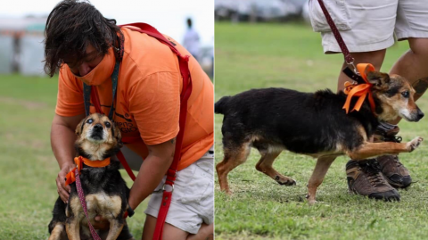 Voluntarios ayudando a animales rescatados.