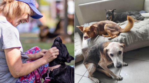 Perritos recibiendo amor de voluntarios.