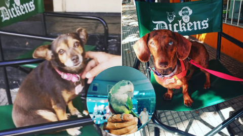 Mascotas amigas del bar