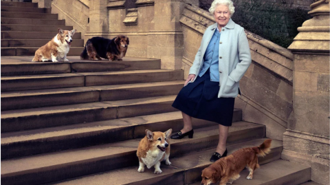 Murió la Reina Isabel II: qué pasará con sus 30 perritos Corgi