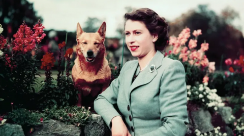 Murió la Reina Isabel II: qué pasará con sus 30 perritos Corgi