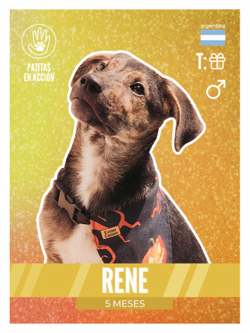Adopción del perrito René