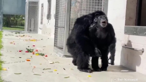 La tierna reacción de Vainilla